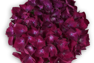 Hydrangea macrophylla Hot Red lila, 10cm