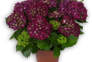 Hydrangea macrophylla Hot Red lila, 10cm