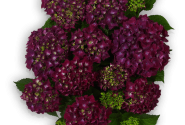 Hydrangea macrophylla Hot Red lila, 10cm