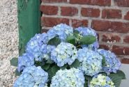Hydrangea macrophylla Marine blue, 10cm podā
