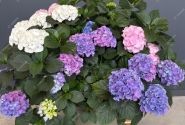 Hydrangea macrophylla Colour Club Tabeltenisa Blau (Ampel) 27cm podā