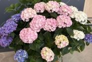 Hydrangea macrophylla Colour Club Tabeltenisa Blau (Ampel) 27cm podā