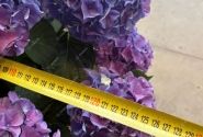 Hydrangea macrophylla Colour Club Tabeltenisa Blau (Ampel) 27cm podā