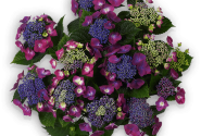 Hydrangea macrophylla Kardinal lila 23cm podā