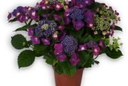 Hydrangea macrophylla Kardinal lila 23cm podā