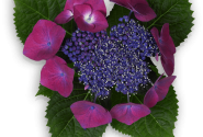 Hydrangea macrophylla Kardinal lila 23cm podā