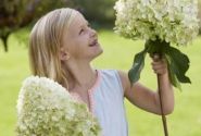 Hydrangea paniculata Hercules, 23cm