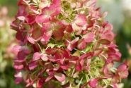 Hydrangea paniculata Graffity, 23cm podā