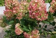 Hydrangea paniculata Graffity, 23cm podā