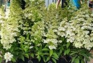 Hydrangea paniculata Confetti, 23cm podā