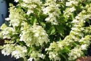 Hydrangea paniculata Confetti, 23cm podā