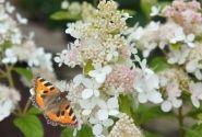 Hydrangea paniculata Confetti, 23cm podā