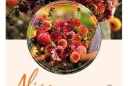 Dahlia hortensis Alice