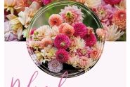 Dahlia hortensis Deborah
