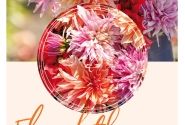 Dahlia hortensis Elizabeth