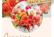 Dahlia hortensis Jennifer