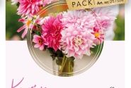 Dahlia hortensis Karin