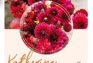 Dahlia hortensis Katherine