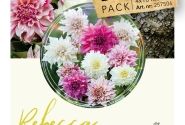 Dahlia hortensis Rebecca