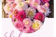 Dahlia hortensis Shirley