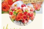 Dahlia hortensis Virginia