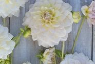 Dahlia hortensis Alloway Cottage