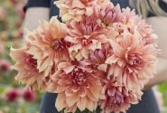 Dahlia hortensis Babylon Brons