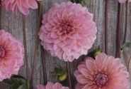 Dahlia hortensis Doris Duke