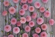 Dahlia hortensis Doris Duke