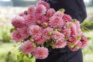 Dahlia hortensis Doris Duke