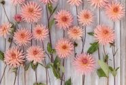 Dahlia hortensis Preference