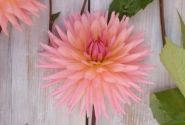 Dahlia hortensis Preference