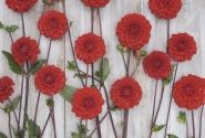 Dahlia hortensis Red Cap