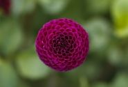 Dahlia hortensis Rocco