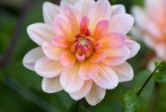 Dahlia hortensis Yvonne