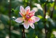 Dahlia hortensis Yvonne