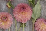 Dahlia hortensis Hillcrest Suffusion