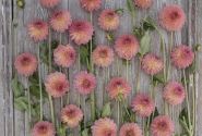 Dahlia hortensis Hillcrest Suffusion