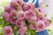 Dahlia hortensis Pink Suffusion