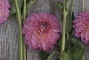 Dahlia hortensis Pink Suffusion