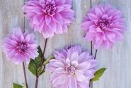 Dahlia hortensis Babylon Lila