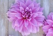 Dahlia hortensis Babylon Lila