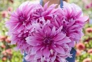 Dahlia hortensis Babylon Lila