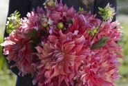 Dahlia hortensis Belle of Barmera