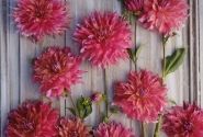 Dahlia hortensis Belle of Barmera