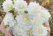Dahlia hortensis White Alva