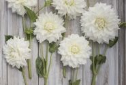 Dahlia hortensis White Alva