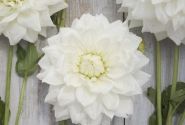 Dahlia hortensis White Alva