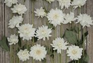 Dahlia hortensis Eternal Snow