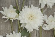 Dahlia hortensis Eternal Snow